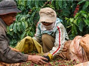 Biến đổi khí hậu có thể khiến diện tích đất trồng cà phê tại Việt Nam giảm gần một nửa